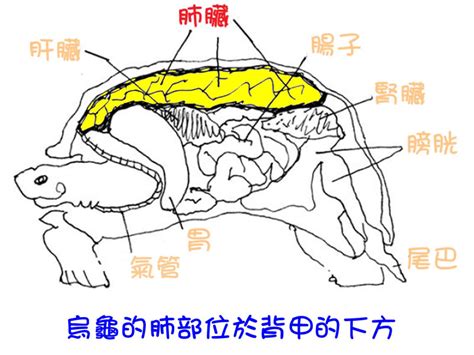 烏龜構造